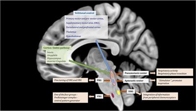 fMRI studies evaluating central respiratory control in humans